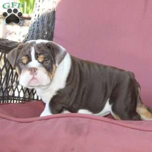 Emory, English Bulldog Puppy
